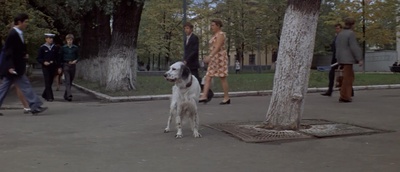 白比姆黑耳朵剧照的剧照