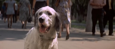 白比姆黑耳朵剧照的剧照