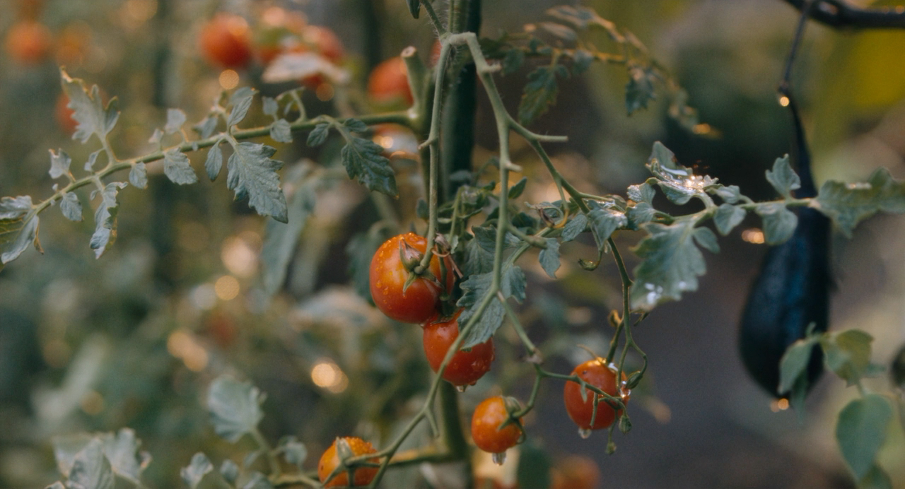 父亲与伊藤先生剧照的剧照