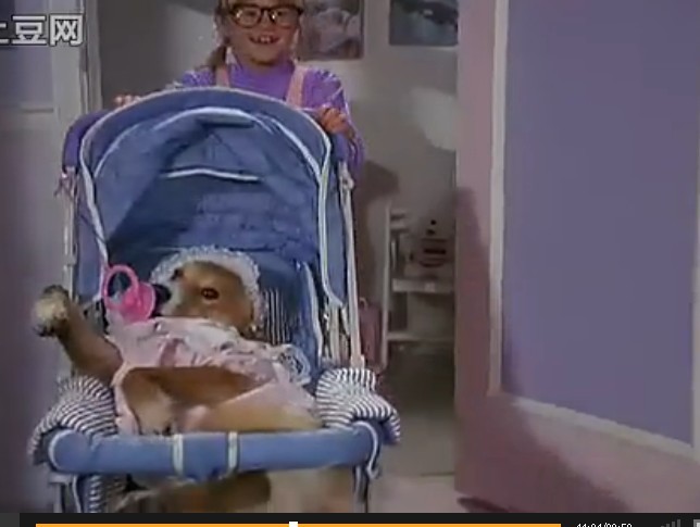 灵犬宾果剧照的剧照