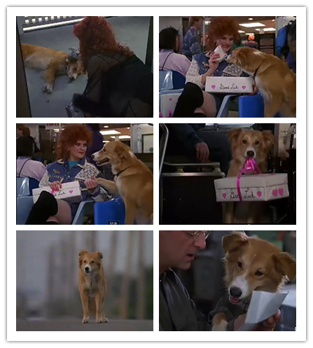 灵犬宾果剧照的剧照