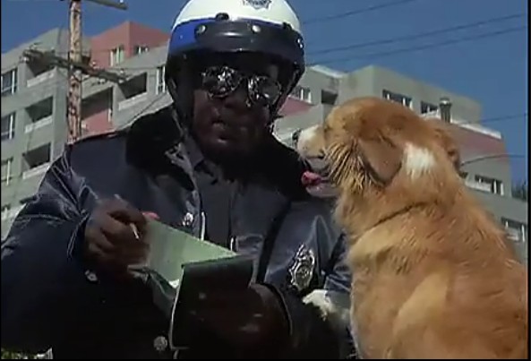 灵犬宾果剧照的剧照