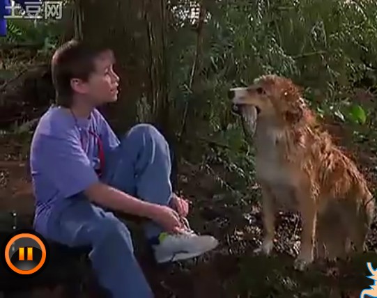 灵犬宾果剧照的剧照