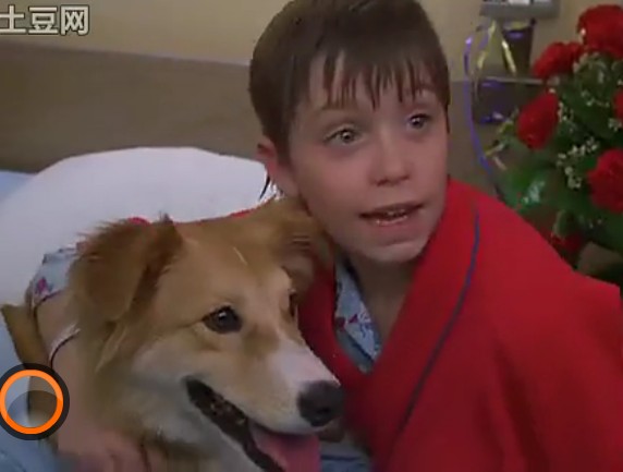 灵犬宾果剧照的剧照