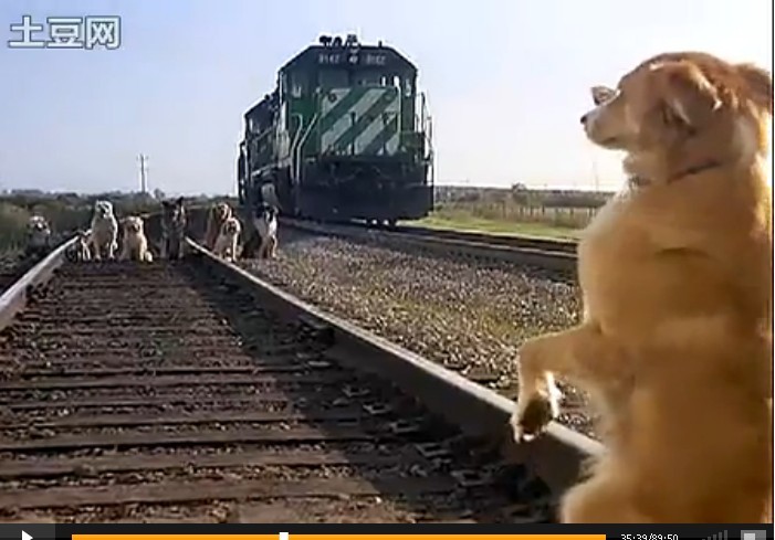 灵犬宾果剧照的剧照