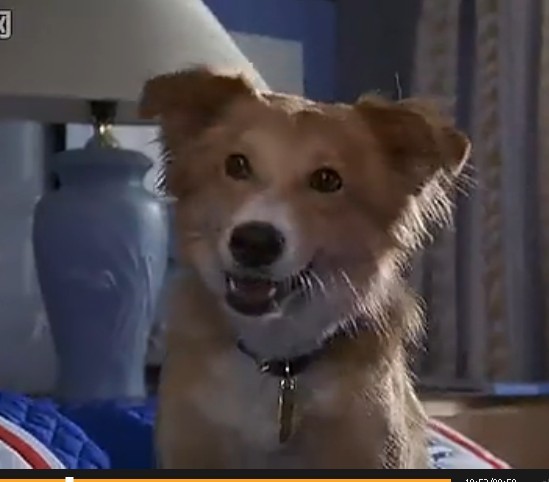 灵犬宾果剧照的剧照