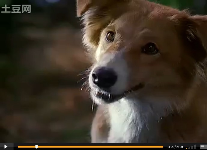 灵犬宾果剧照的剧照