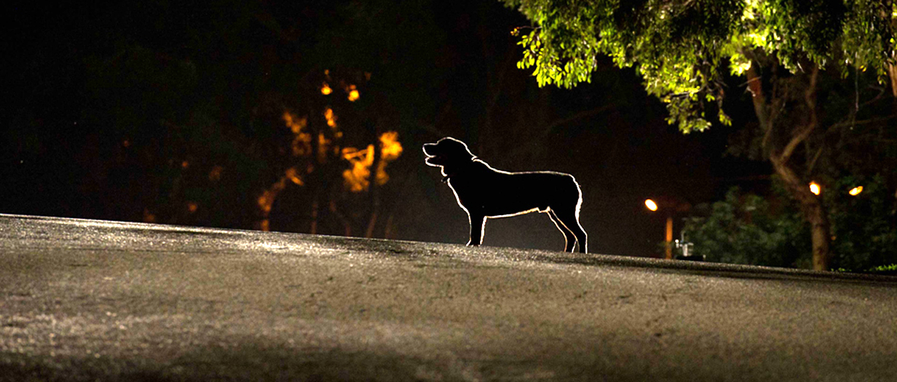 紫檀巷剧照的剧照