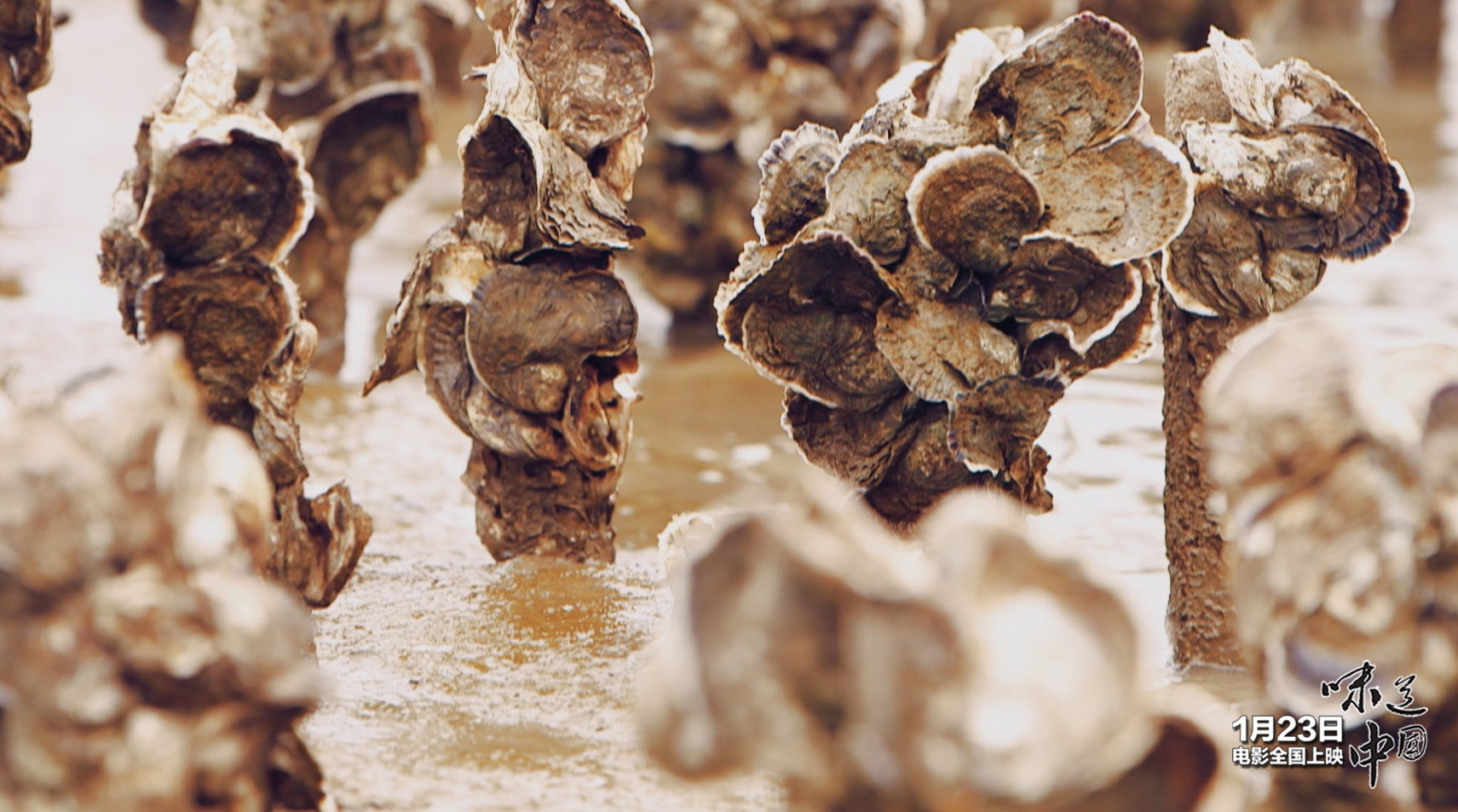 味道中国剧照的剧照