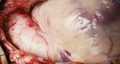 圣鹿之死剧照的剧照