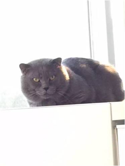 麦兵兵之夺宝联“萌”剧照的剧照