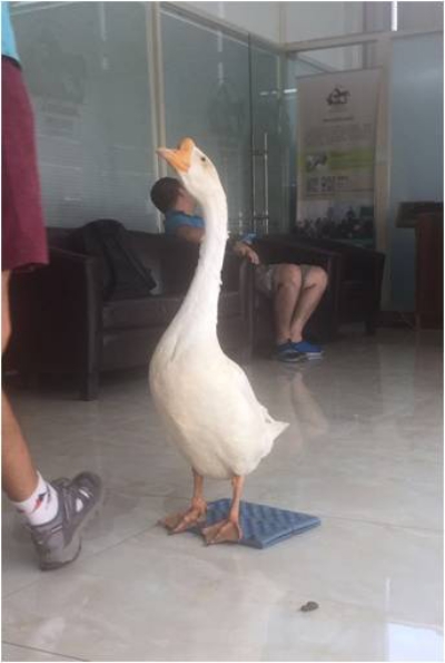 麦兵兵之夺宝联“萌”剧照的剧照