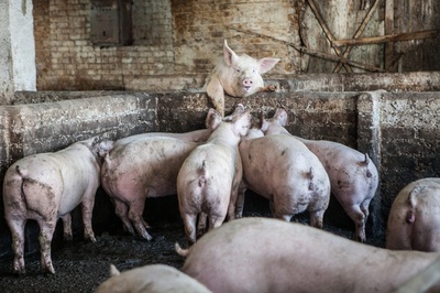 养猪场的奇迹剧照的剧照