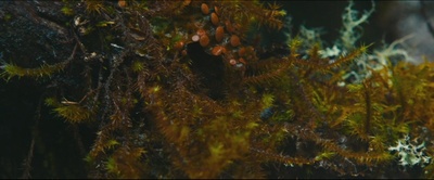 猴子剧照的剧照