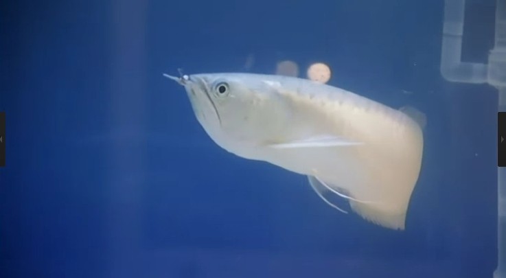 新扎师妹2剧照的剧照