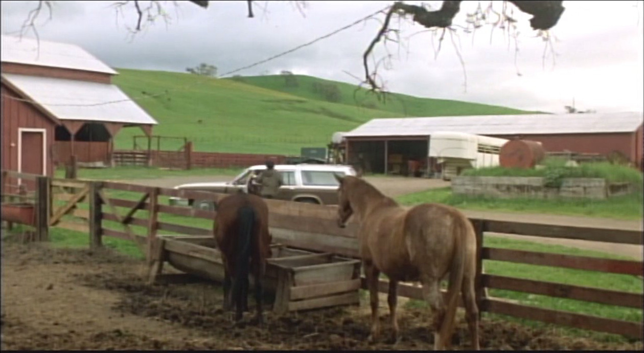 龙在天涯剧照的剧照