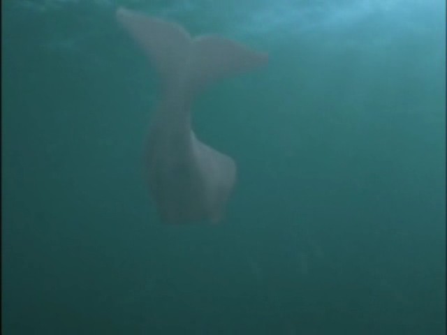 白鲸剧照的剧照