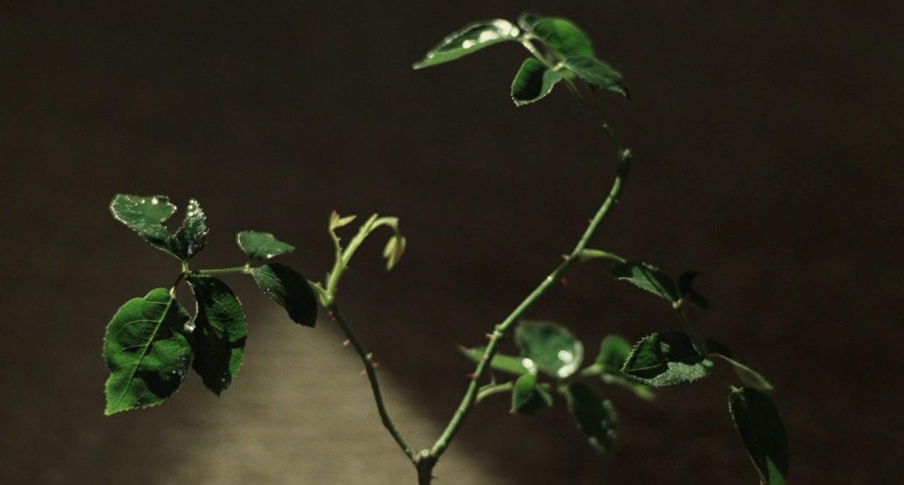 勇者无惧剧照的剧照