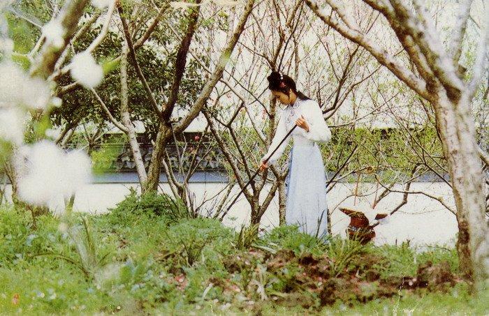 红楼梦剧照的剧照