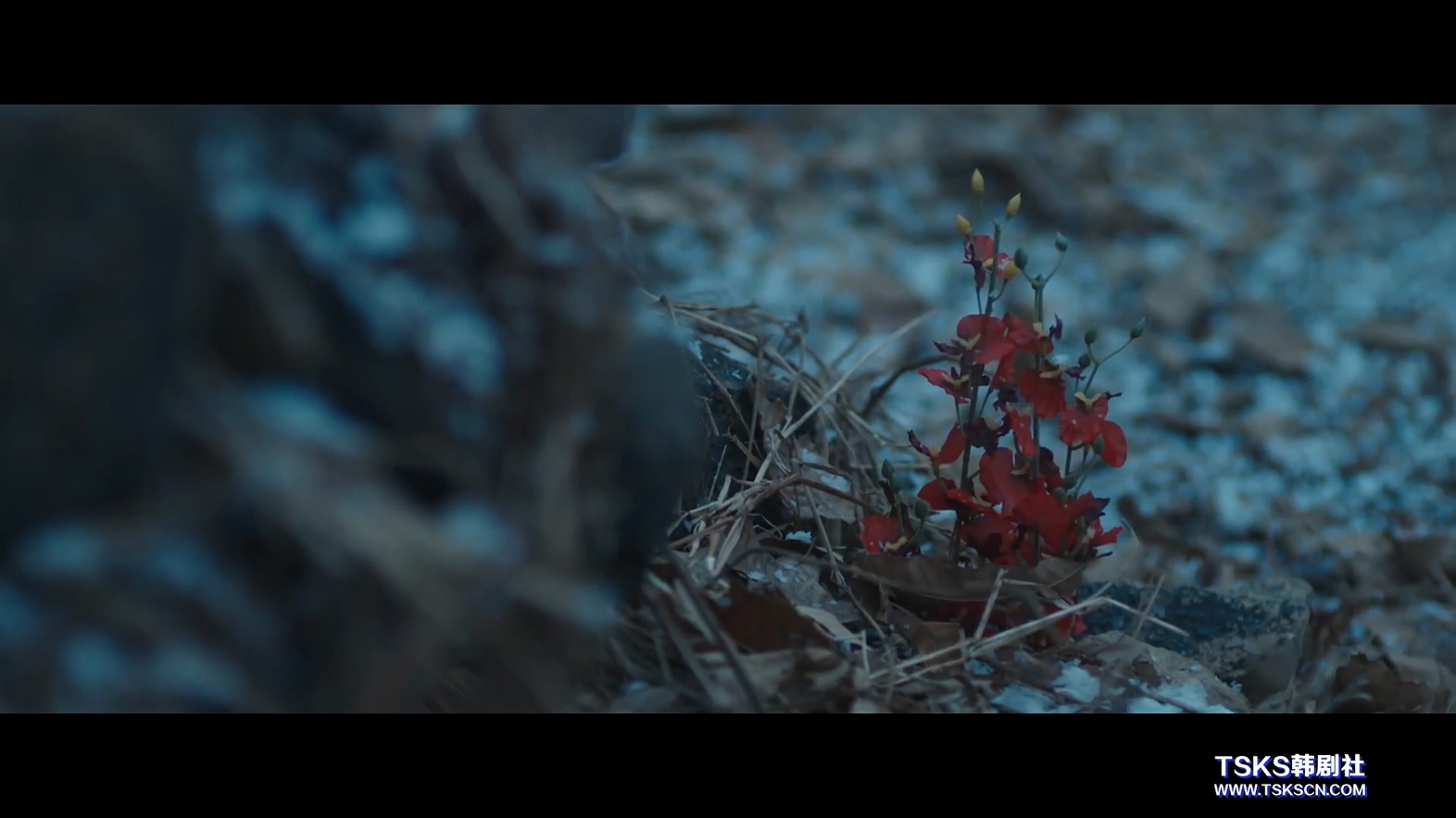 女哭声剧照的剧照