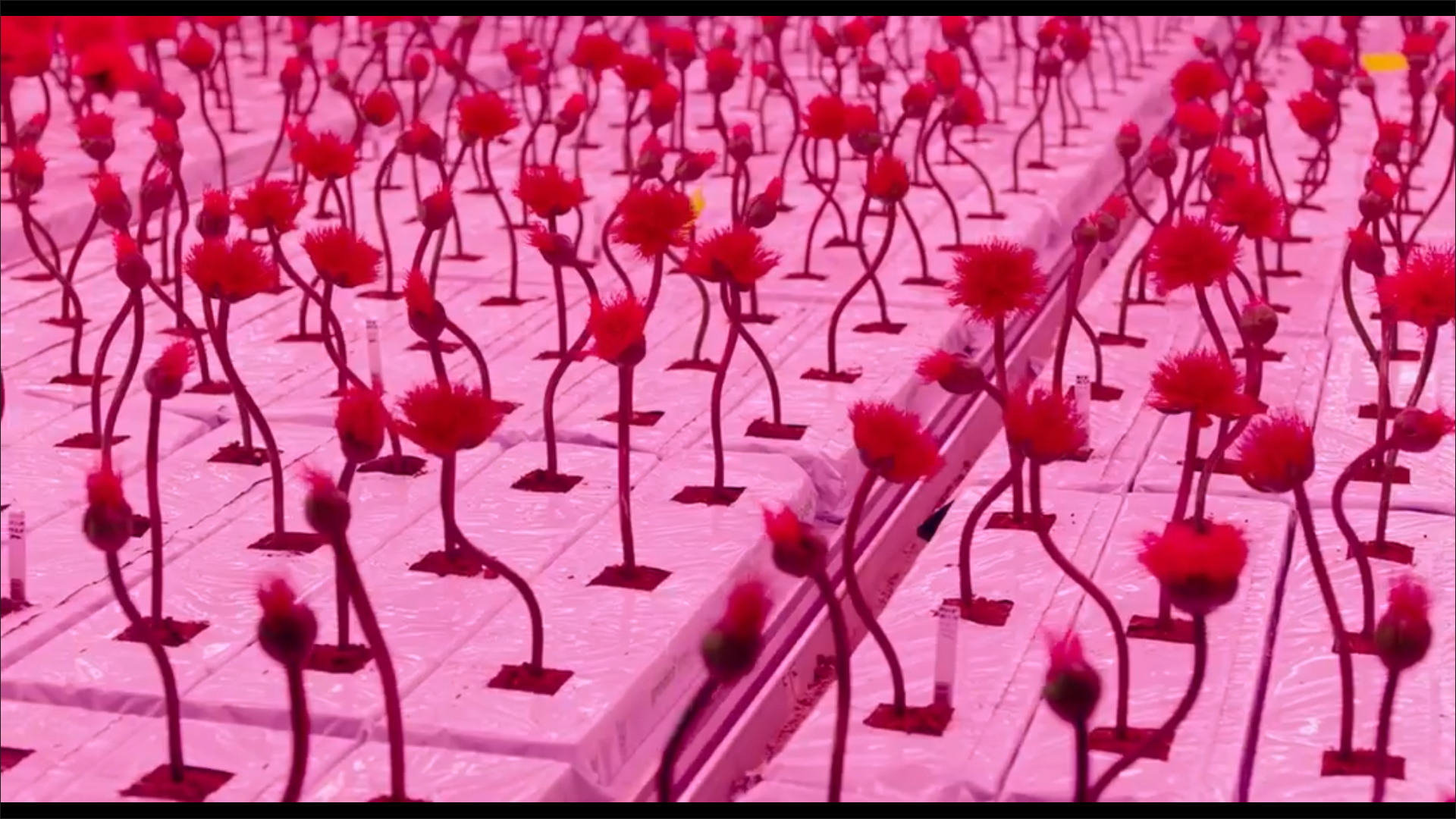 小小乔剧照的剧照