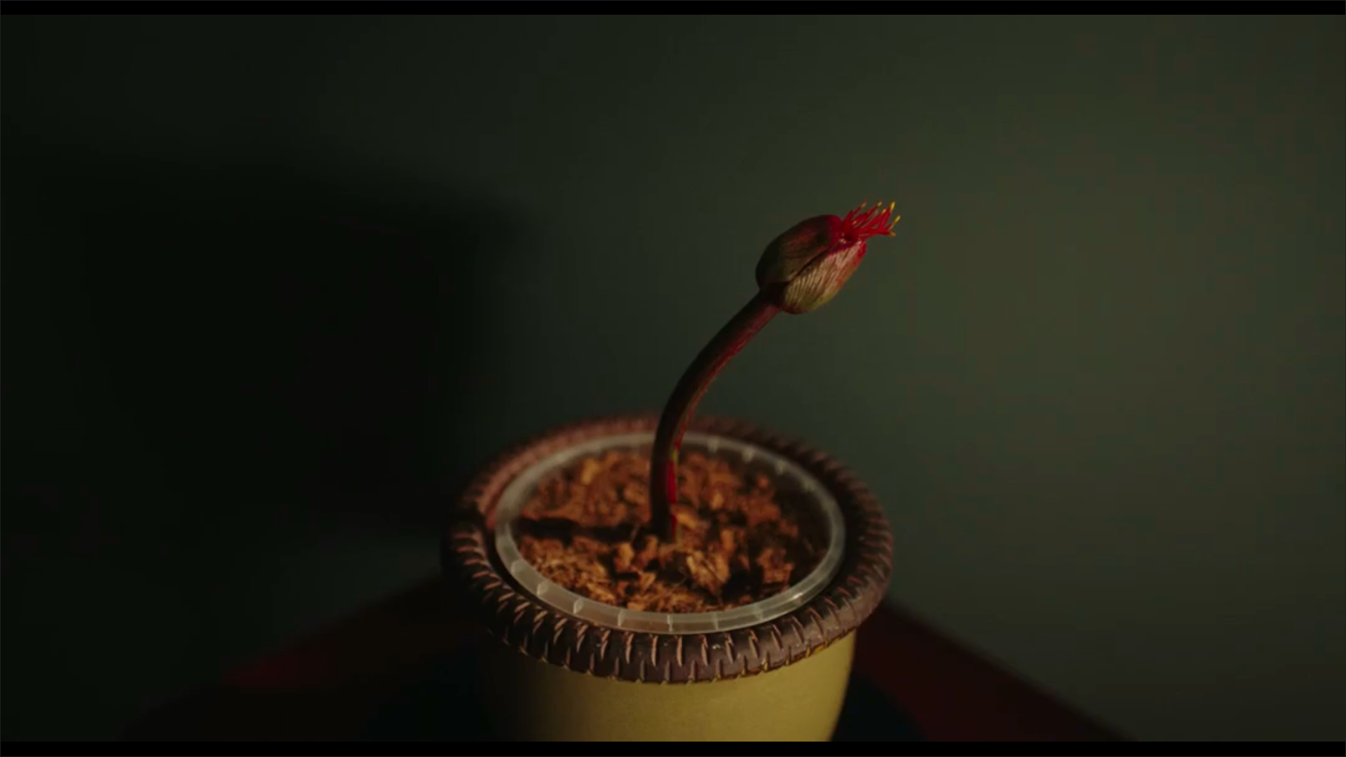 小小乔剧照的剧照