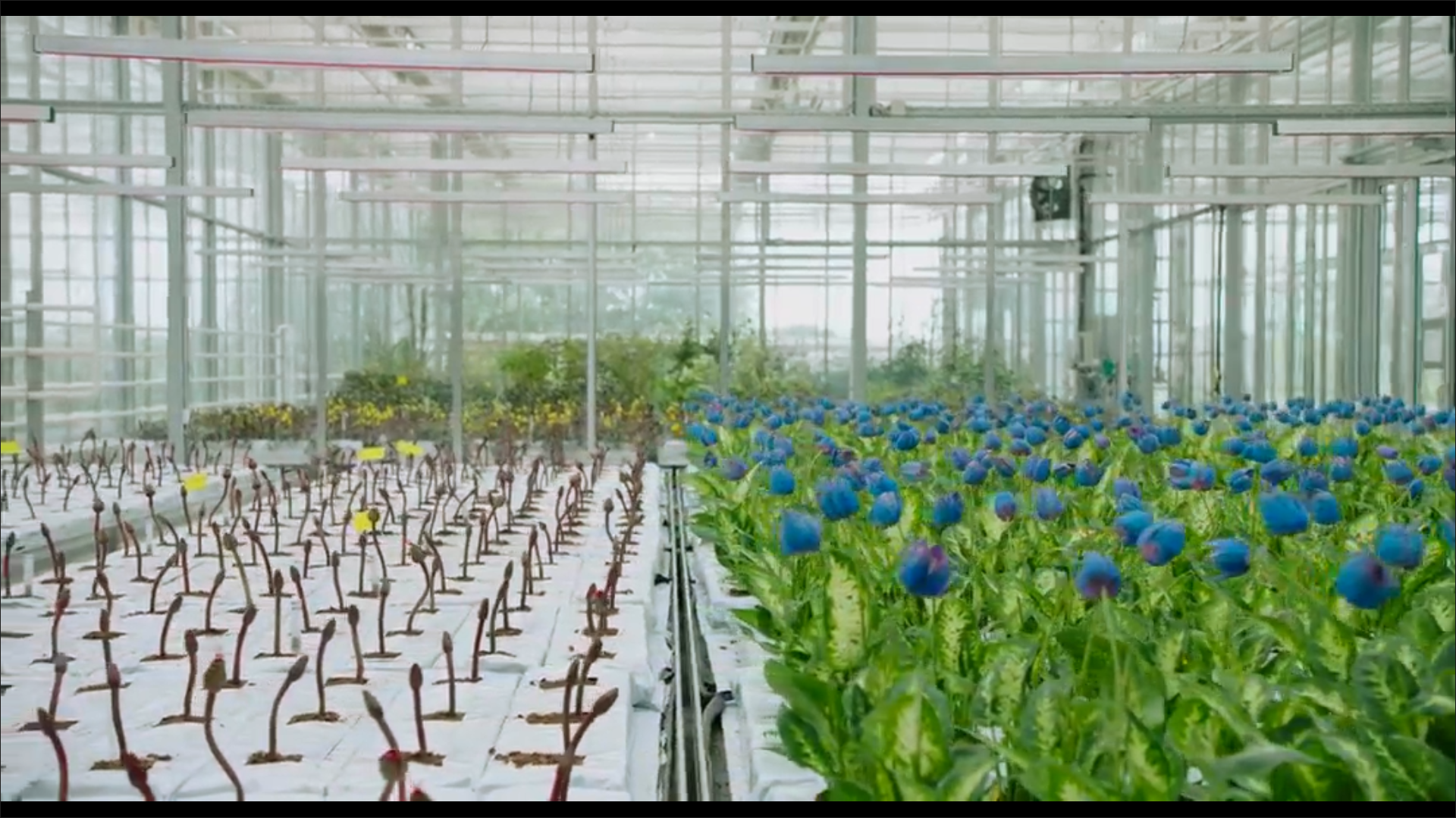 小小乔剧照的剧照