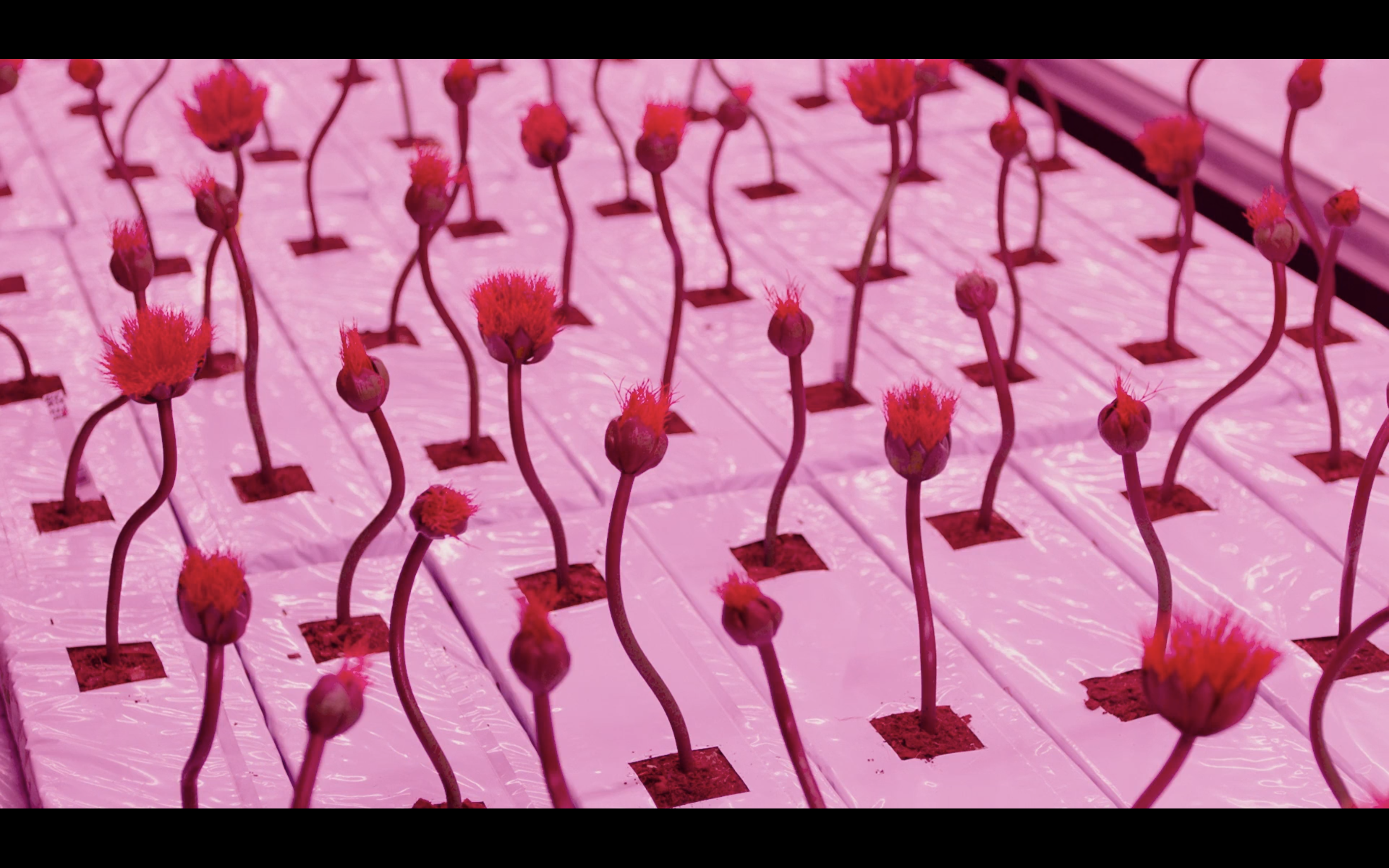 小小乔剧照的剧照