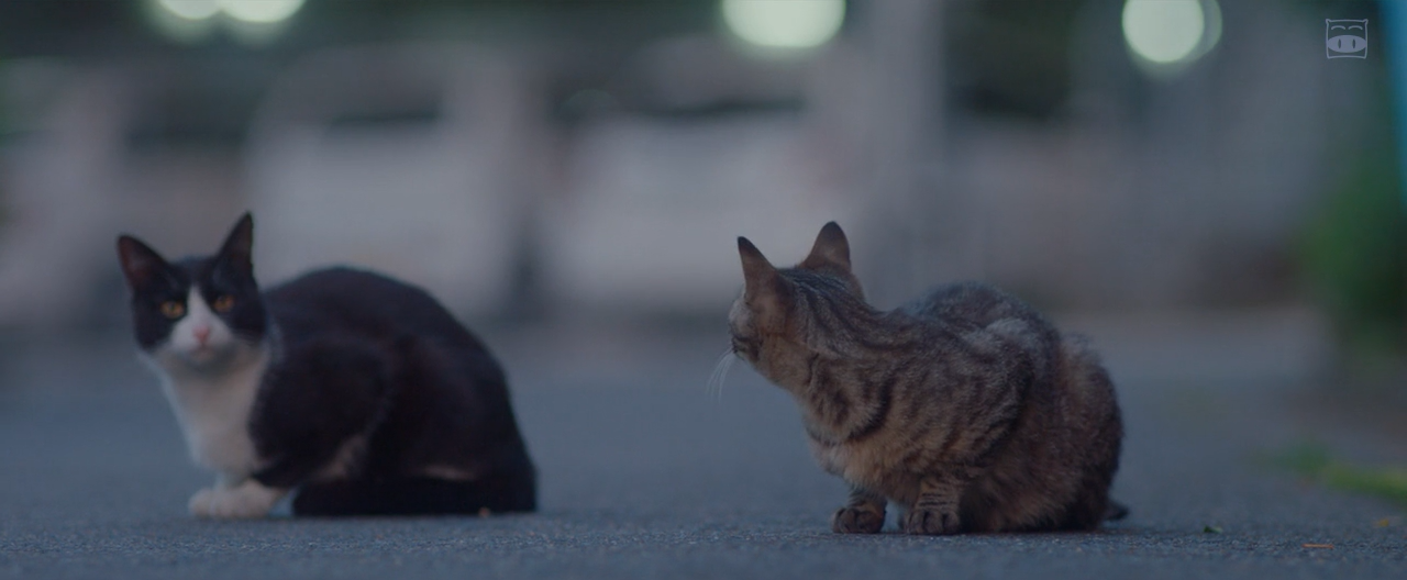 花牌情缘：结剧照的剧照