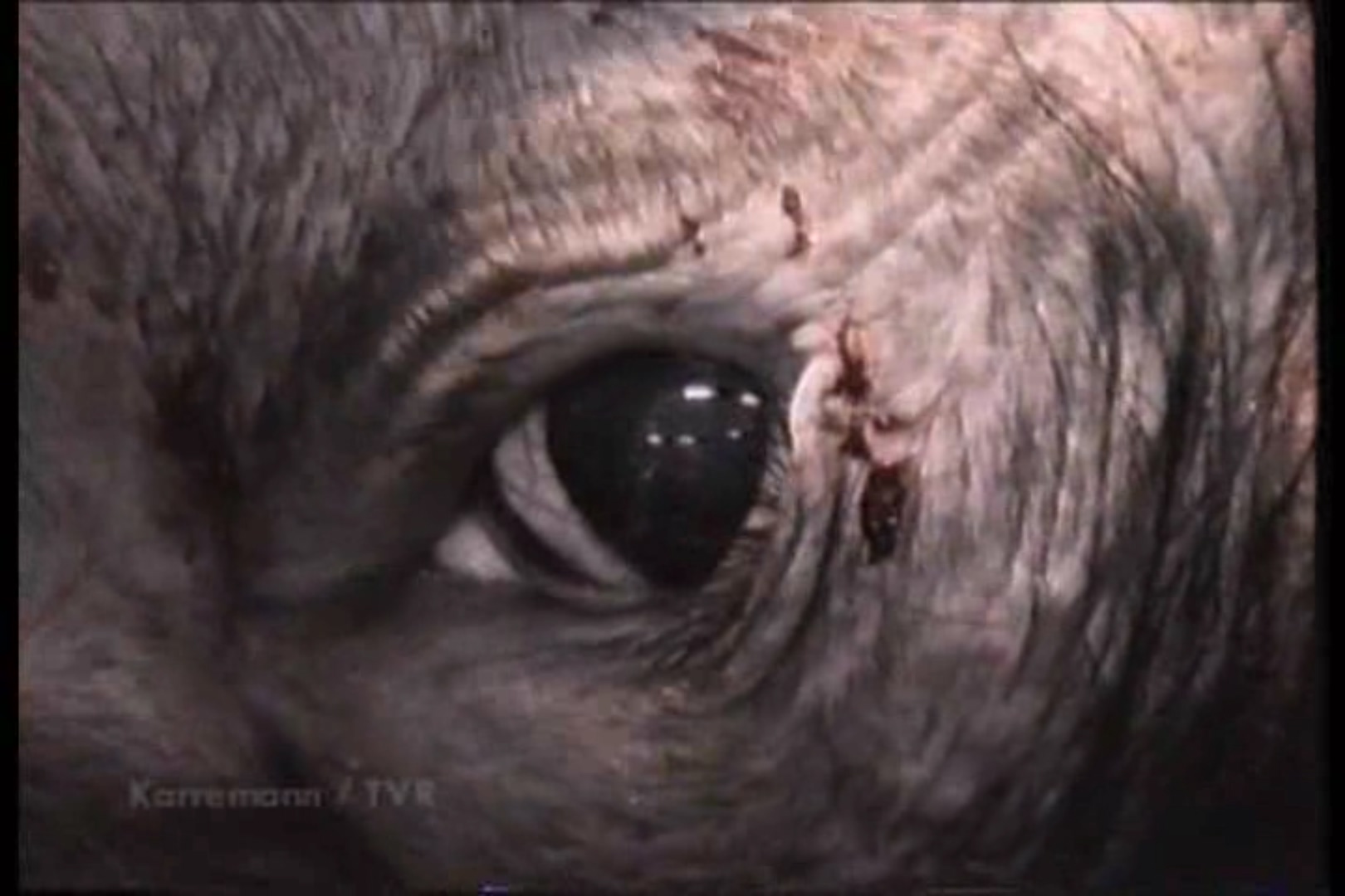 地球公民剧照的剧照