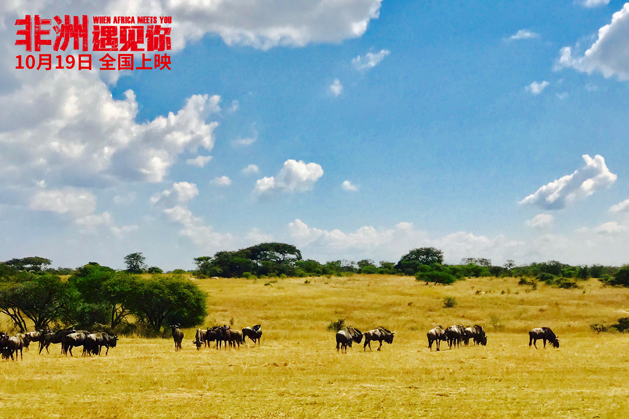 非洲遇见你剧照的剧照