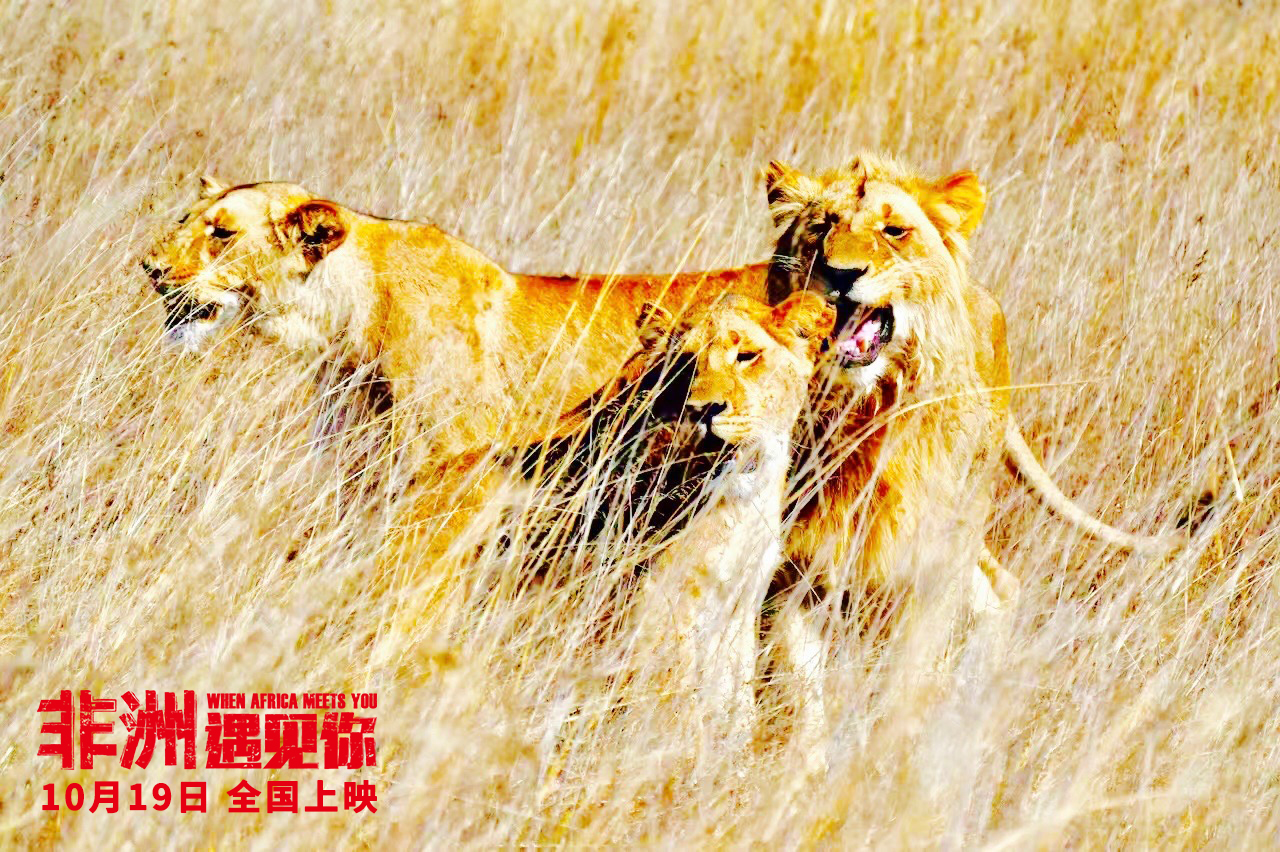 非洲遇见你剧照的剧照
