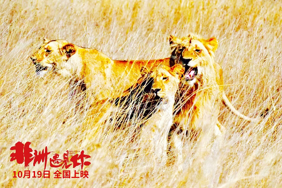 非洲遇见你剧照的剧照