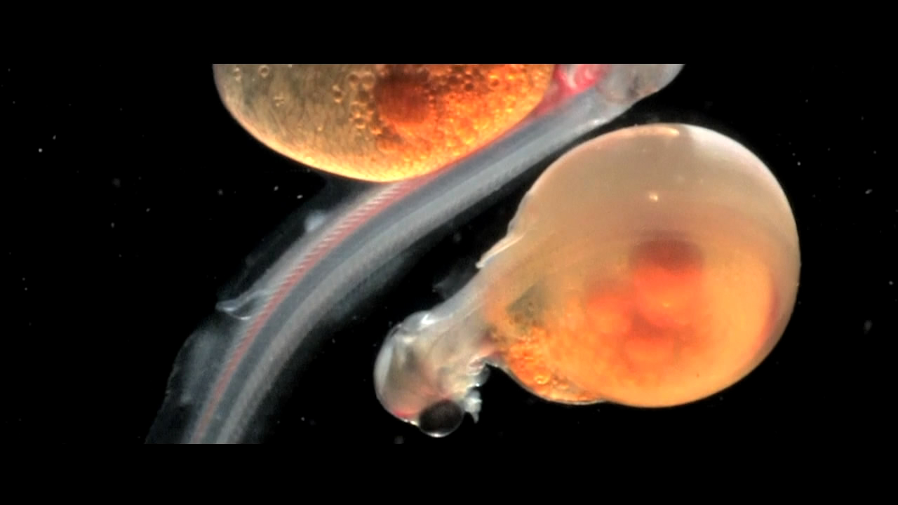 复生实验剧照的剧照