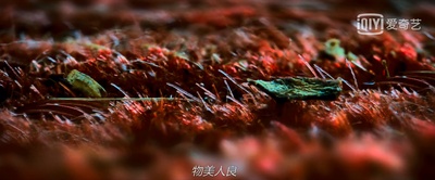 暮光之城4：破晓(下)剧照的剧照