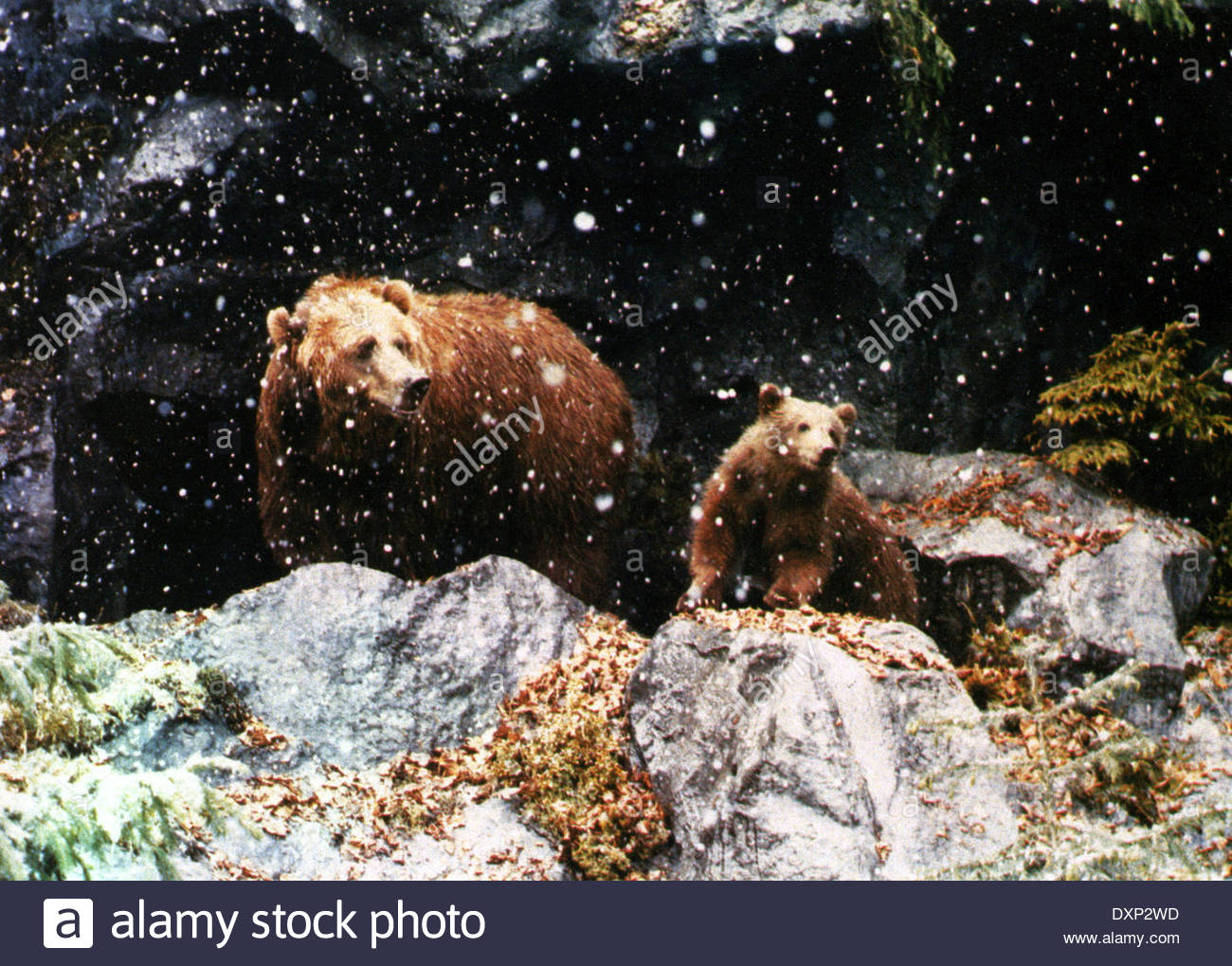 熊的故事剧照的剧照