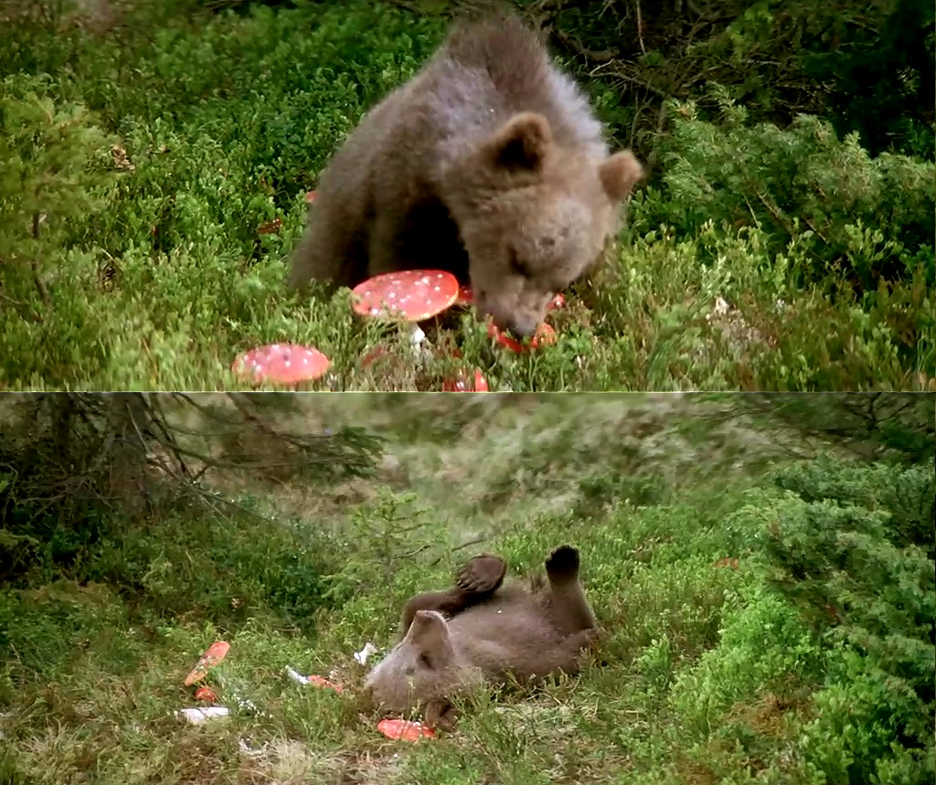 熊的故事剧照的剧照