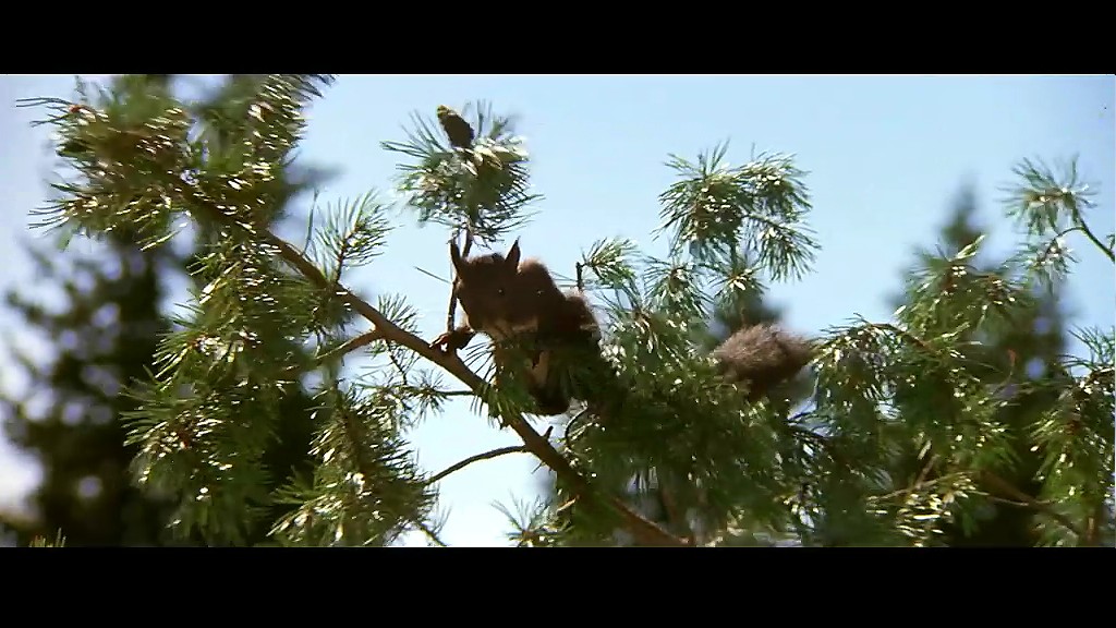 熊的故事剧照的剧照
