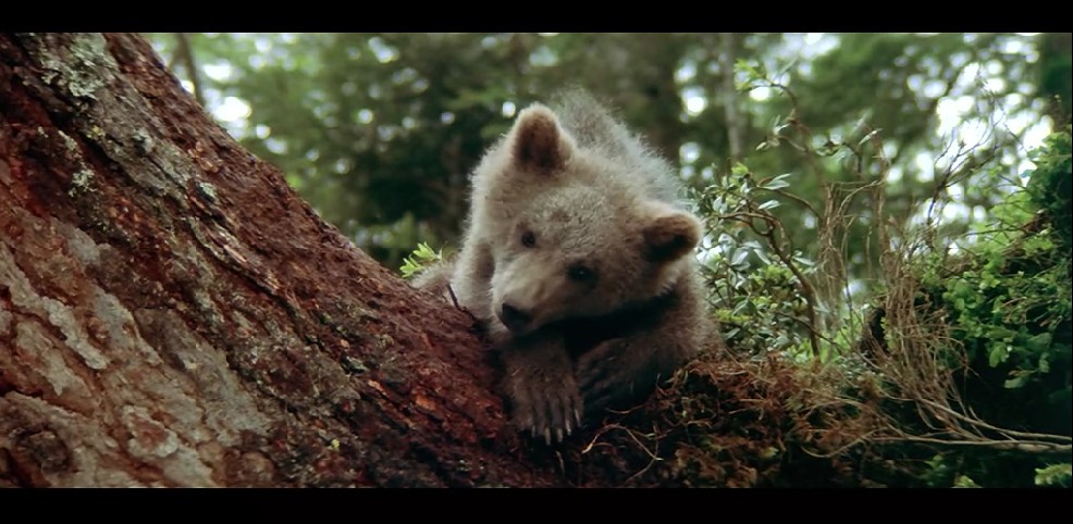熊的故事剧照的剧照