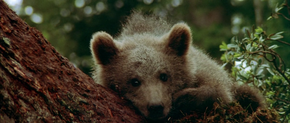 熊的故事剧照的剧照