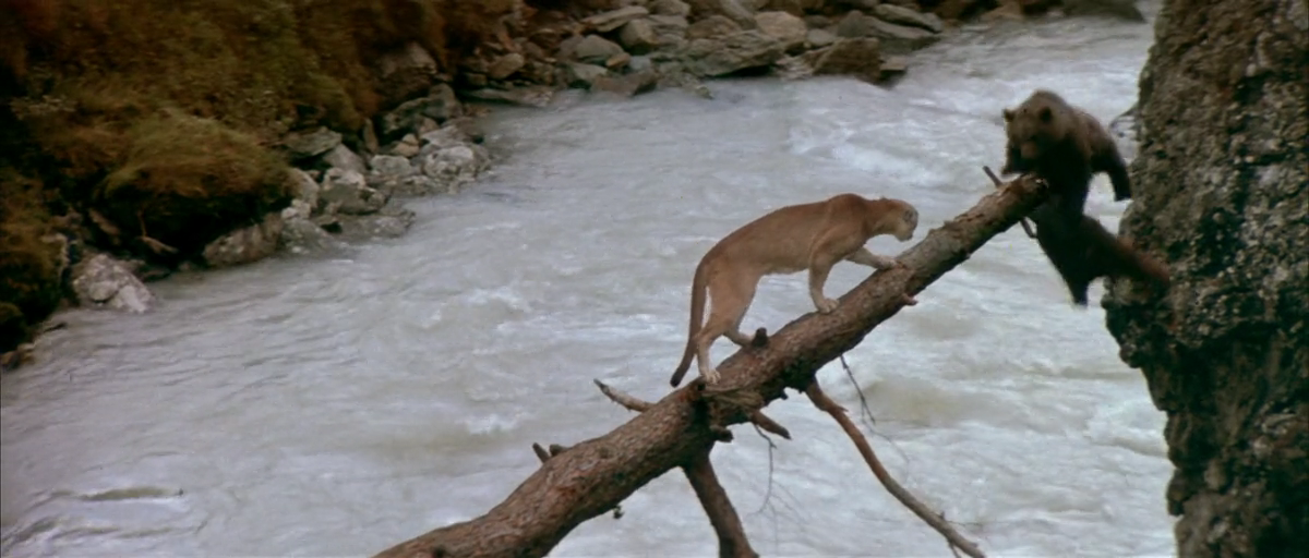 熊的故事剧照的剧照