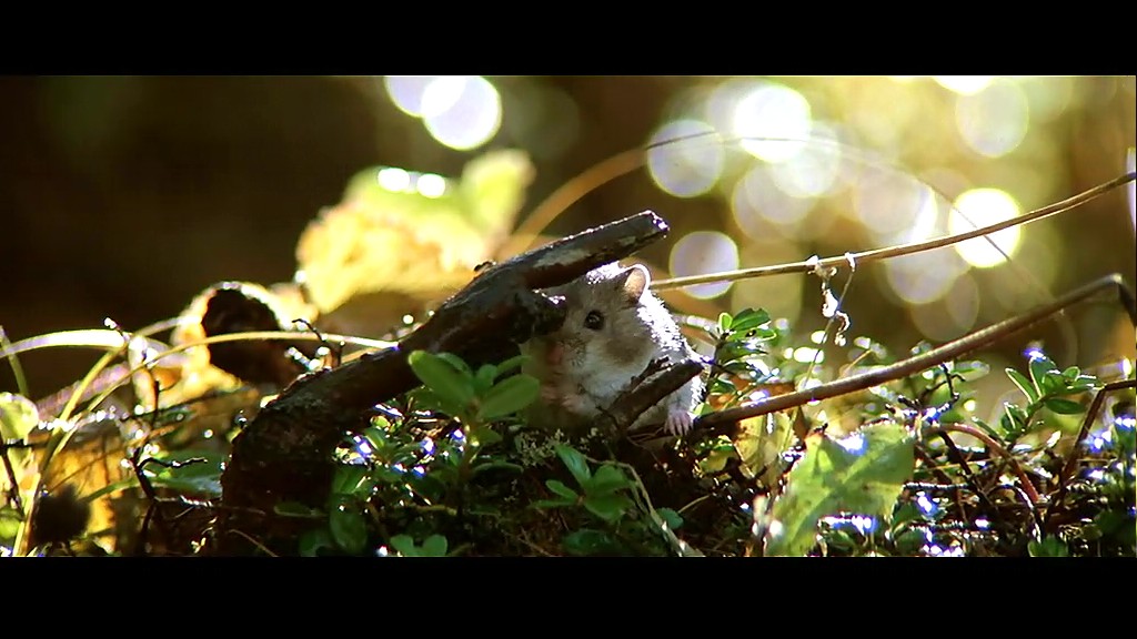 熊的故事剧照的剧照