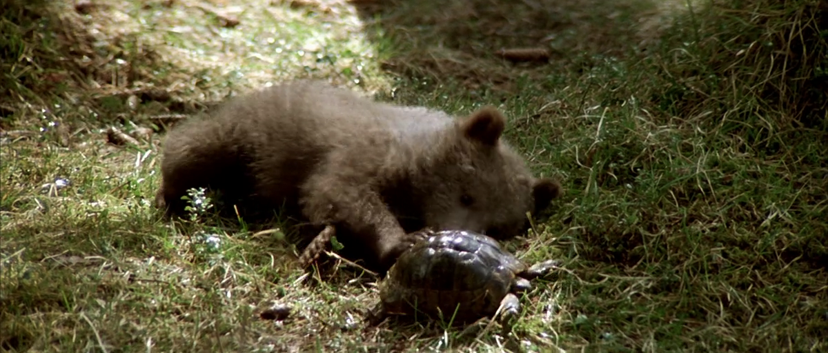 熊的故事剧照的剧照