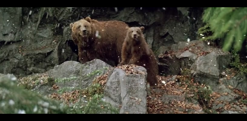 熊的故事剧照的剧照