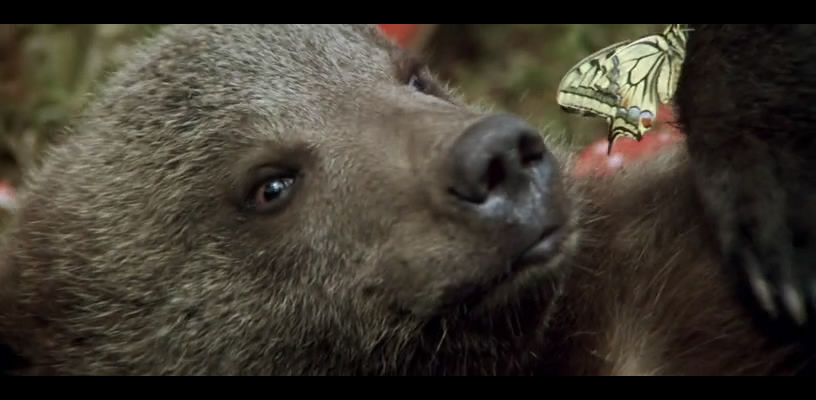 熊的故事剧照的剧照