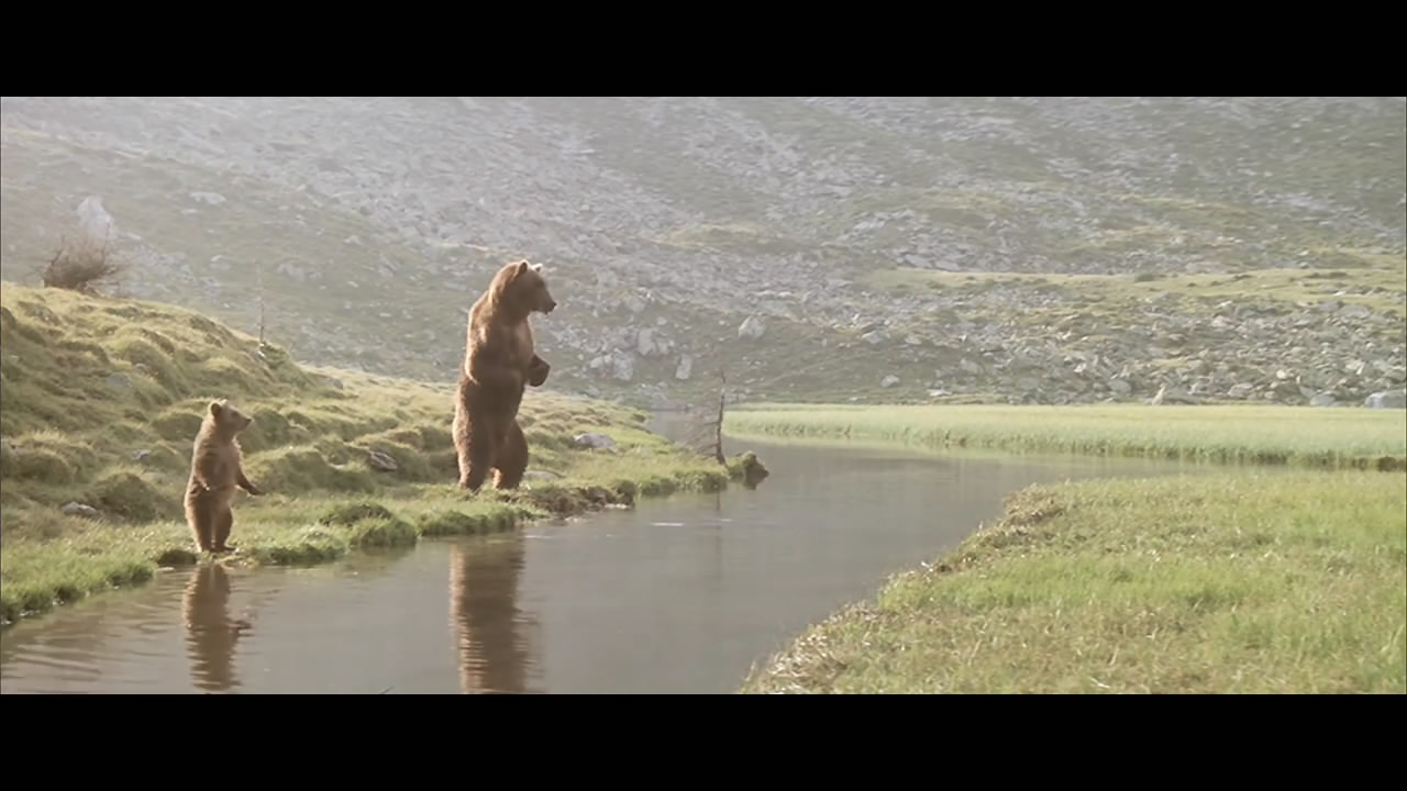 熊的故事剧照的剧照