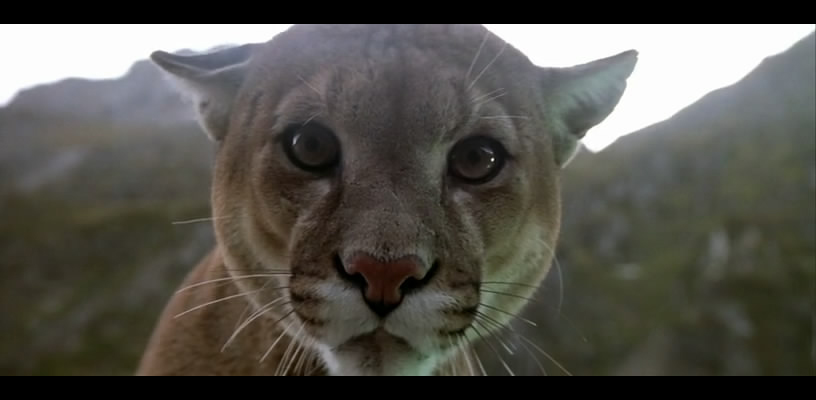 熊的故事剧照的剧照