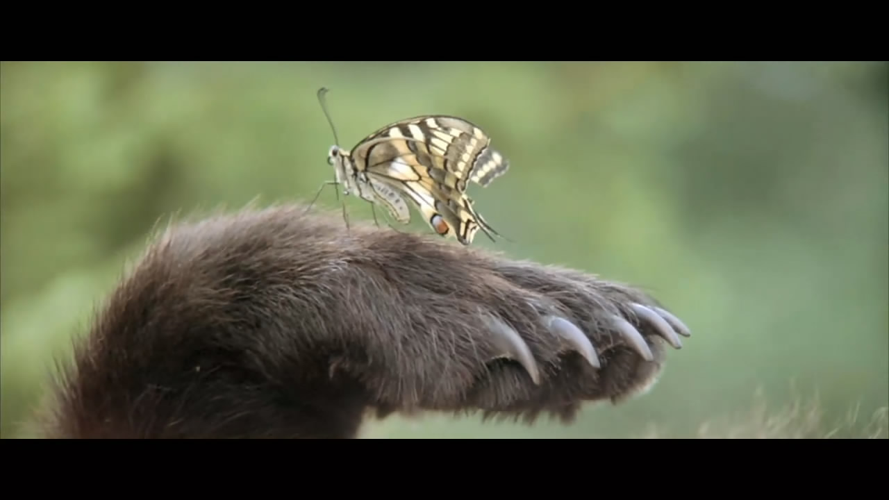 熊的故事剧照的剧照