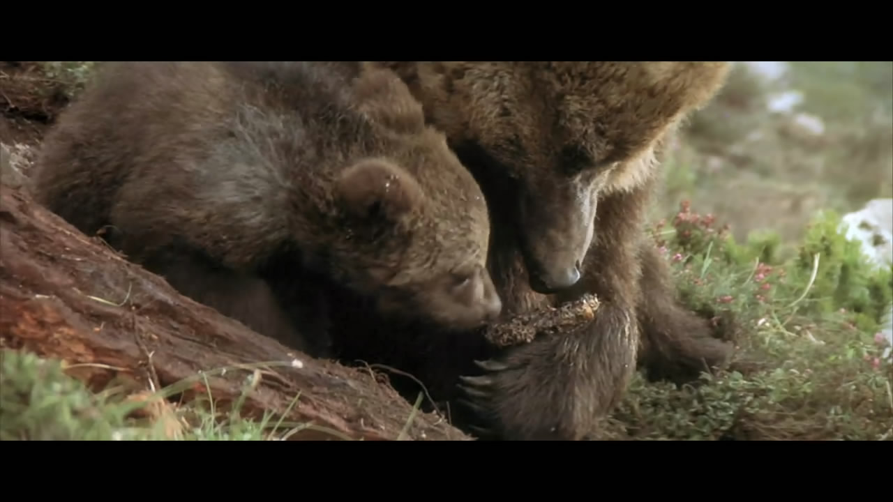 熊的故事剧照的剧照