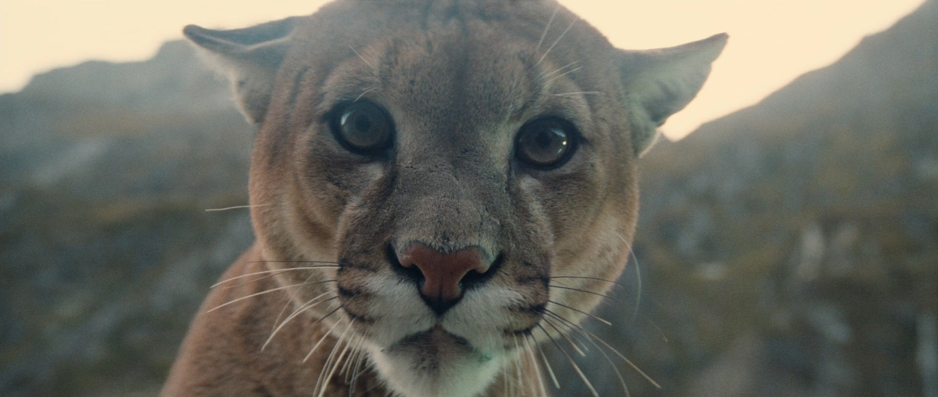 熊的故事剧照的剧照